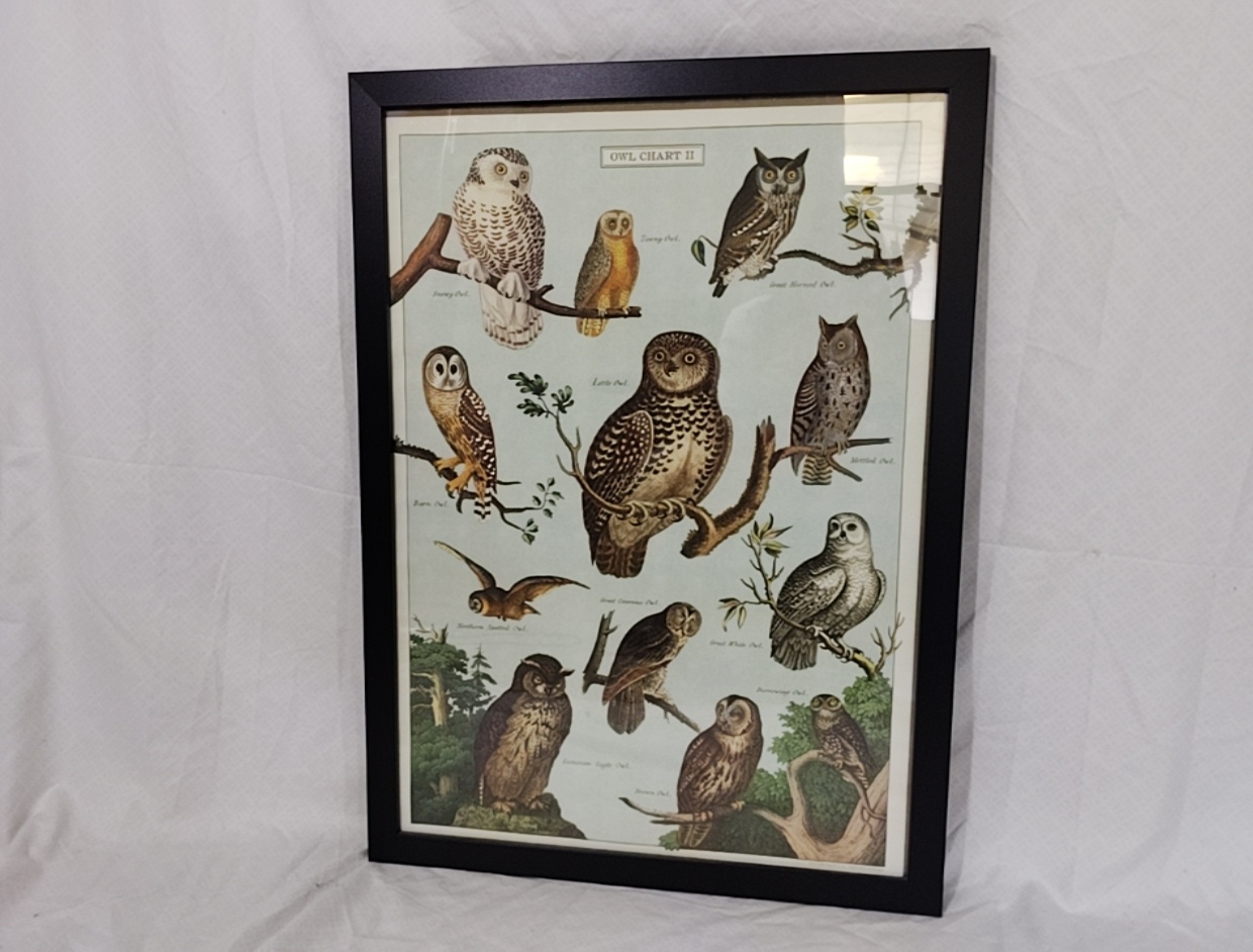 Poster Framed Owls