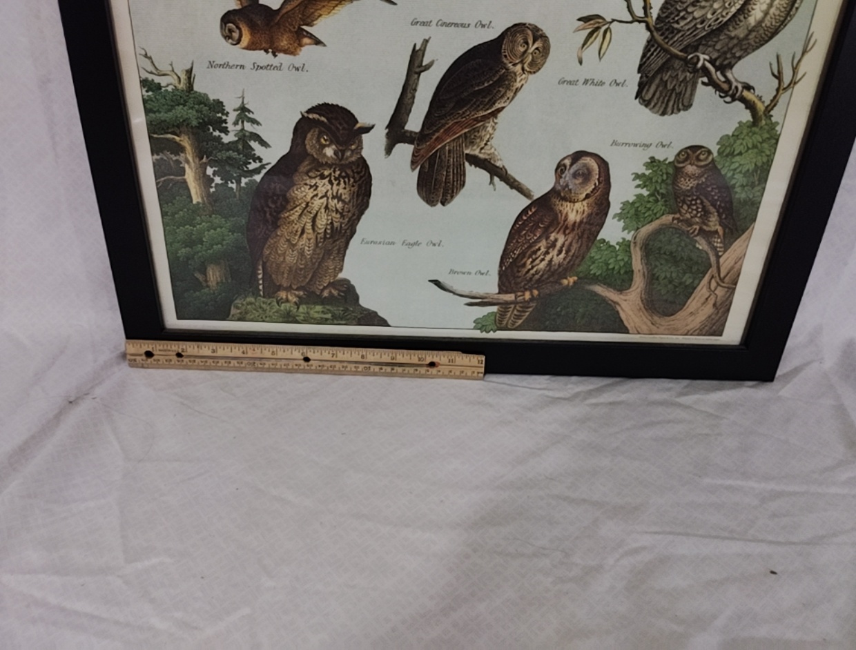 Poster Framed Owls