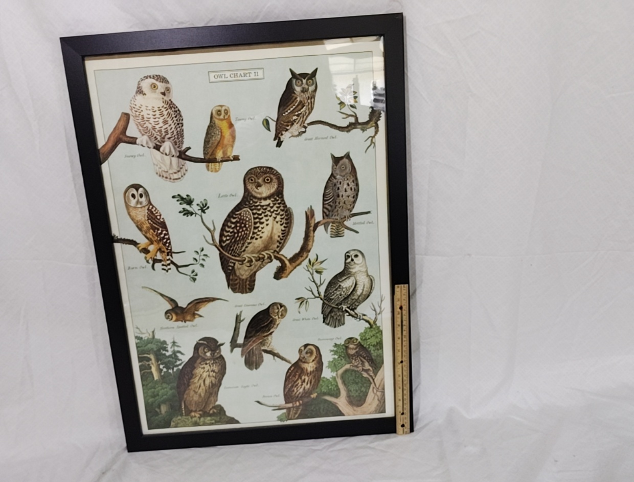 Poster Framed Owls