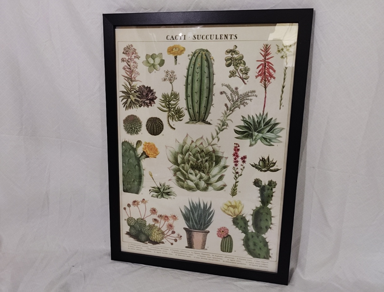 Poster Framed Plants