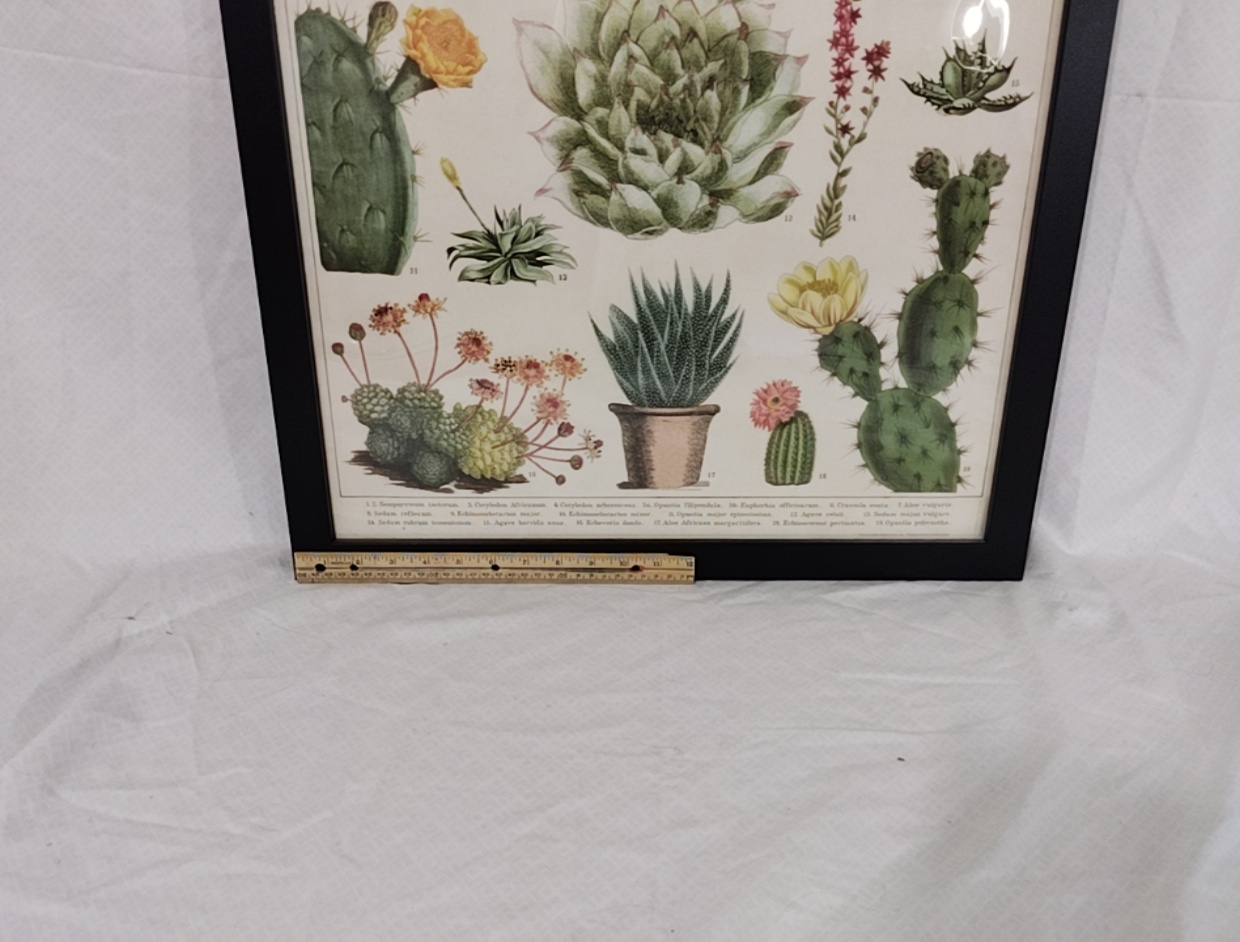 Poster Framed Plants
